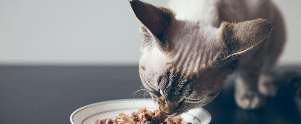 Webinar Realimentation Du Chat Webinar Realimentation Du Chat